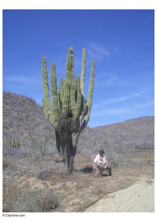 CÃ¡ctus en el desierto