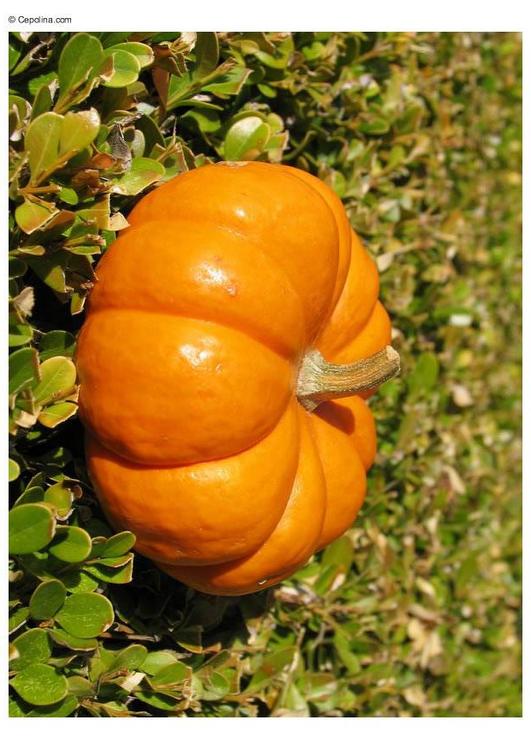 Calabaza