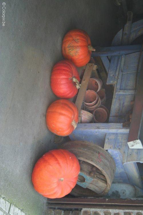 Calabazas