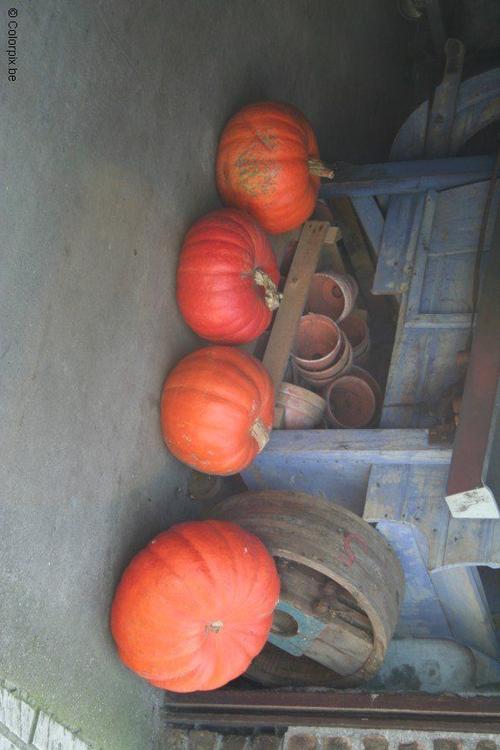 Calabazas