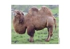 Foto camello