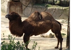 Foto Camello