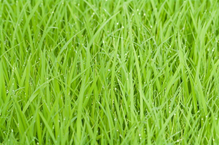 Foto campo de arroz