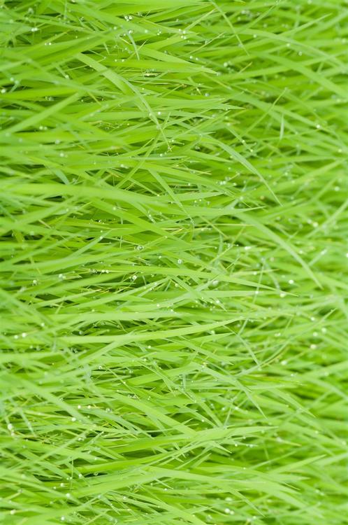 campo de arroz