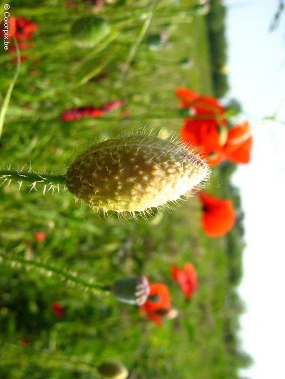 Capullo de amapola