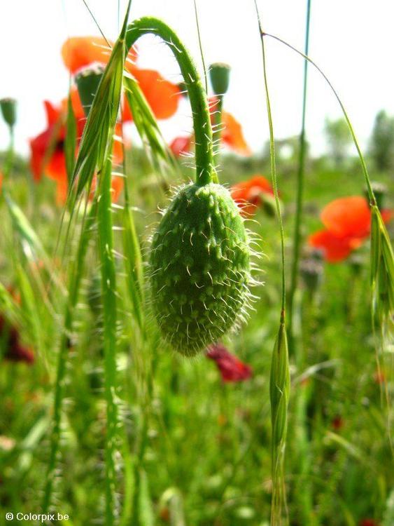 Capullo de amapola