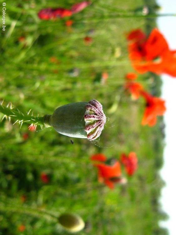 Capullo de amapola