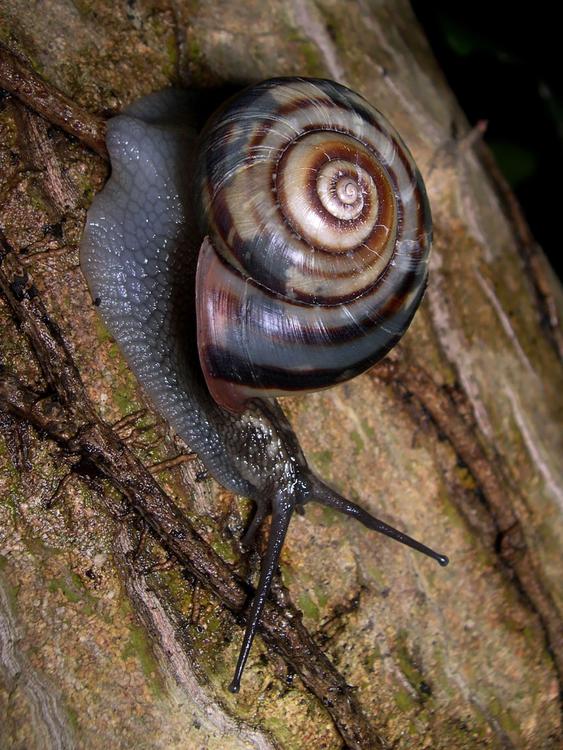 Caracol