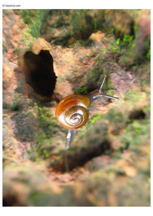 Caracol