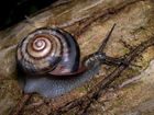 Caracol