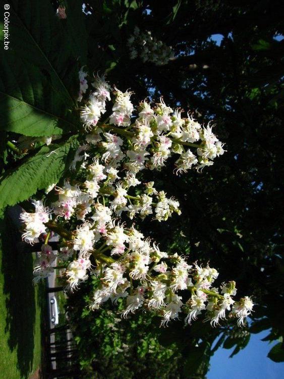 CastaÃ±o en flor 2