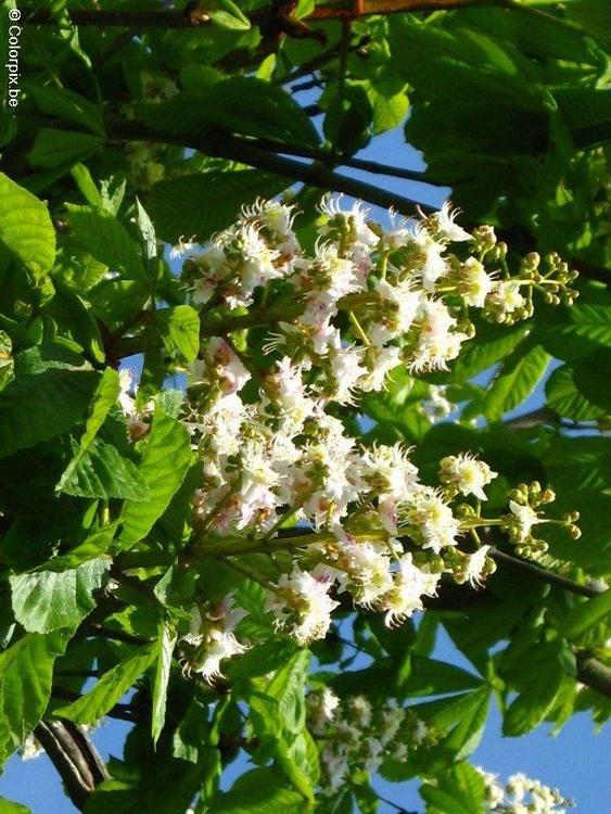 CastaÃ±o en flor