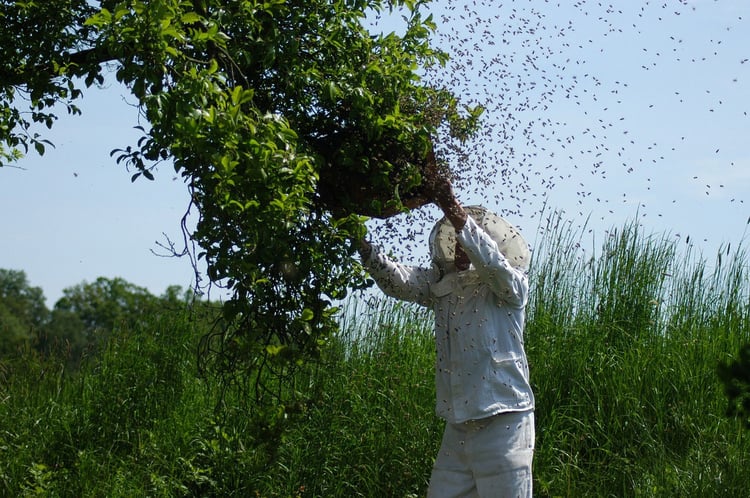 Foto cazar enjambre de abejas