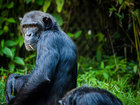 Fotos chimpancé