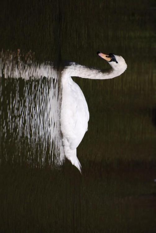 Cisne