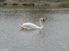 Foto Cisne