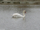 Cisne