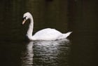 Cisne