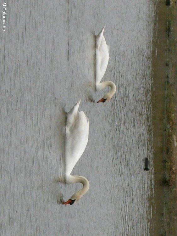 Cisnes