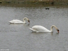 Cisnes