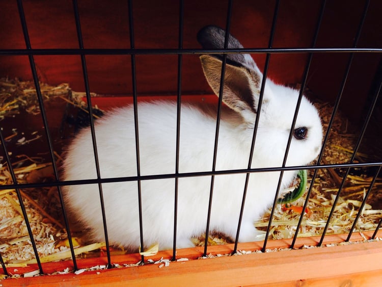Foto conejo en jaula
