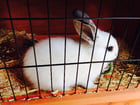 Fotos conejo en jaula