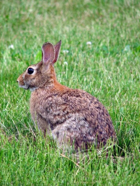 Conejo