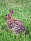 Foto Conejo