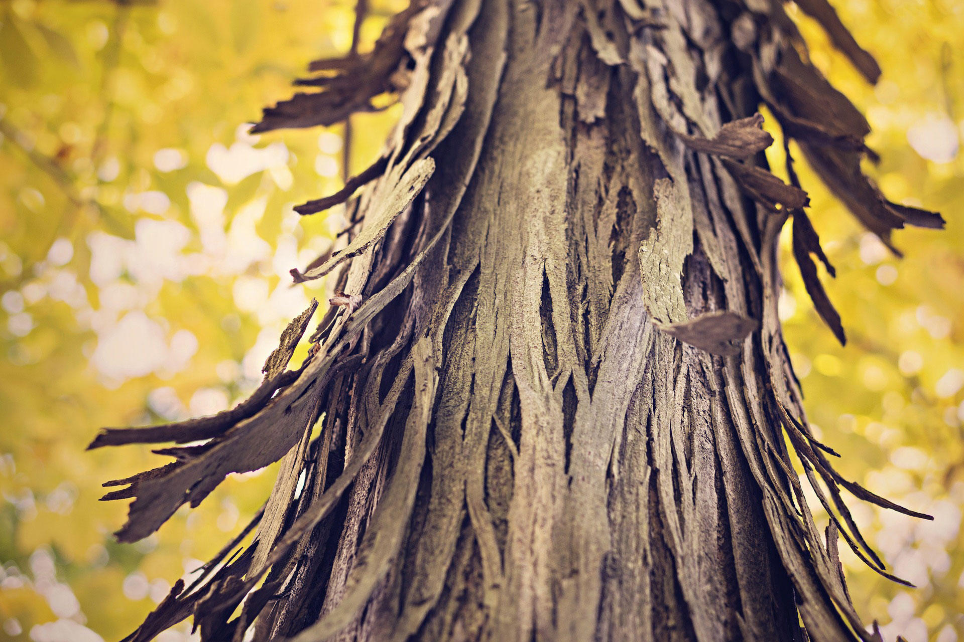 Fotografía corteza de árbol - Fotos Para Imprimir Gratis - Img 28978