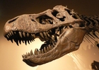 Cráneo de Tyrannosaurus rex