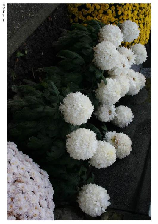 Crisantemos - cementerio