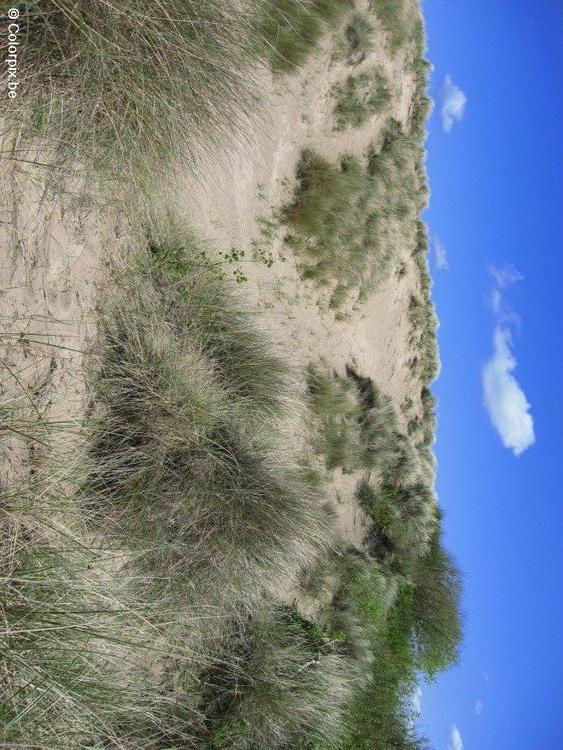 Dunas