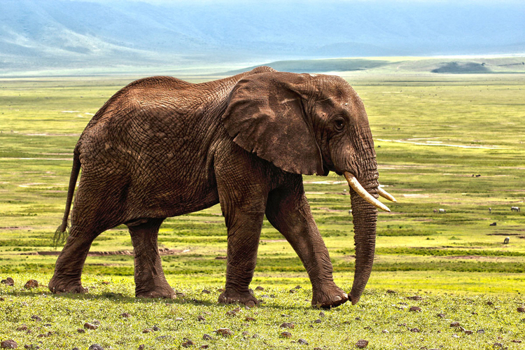 Foto elefante