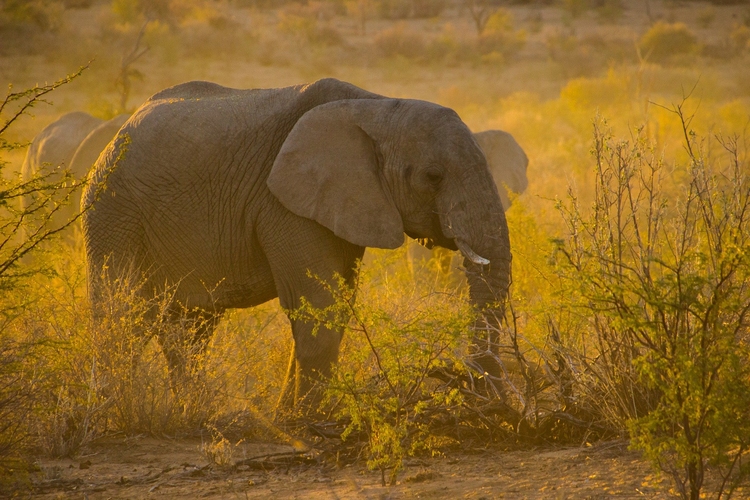 Foto elefante