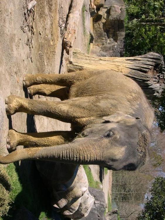 Elefante