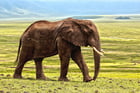 Fotos elefante