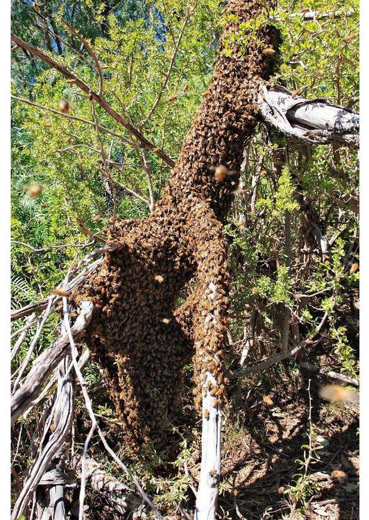 Enjambre de abejas