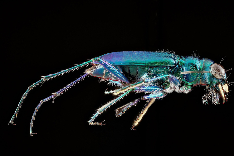 Foto escarabajo