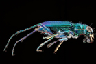 escarabajo