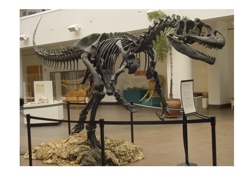 Foto Esqueleto de allosaurus