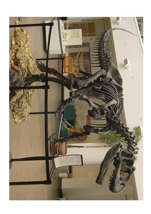 Esqueleto de allosaurus