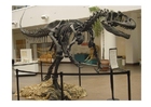 Esqueleto de allosaurus