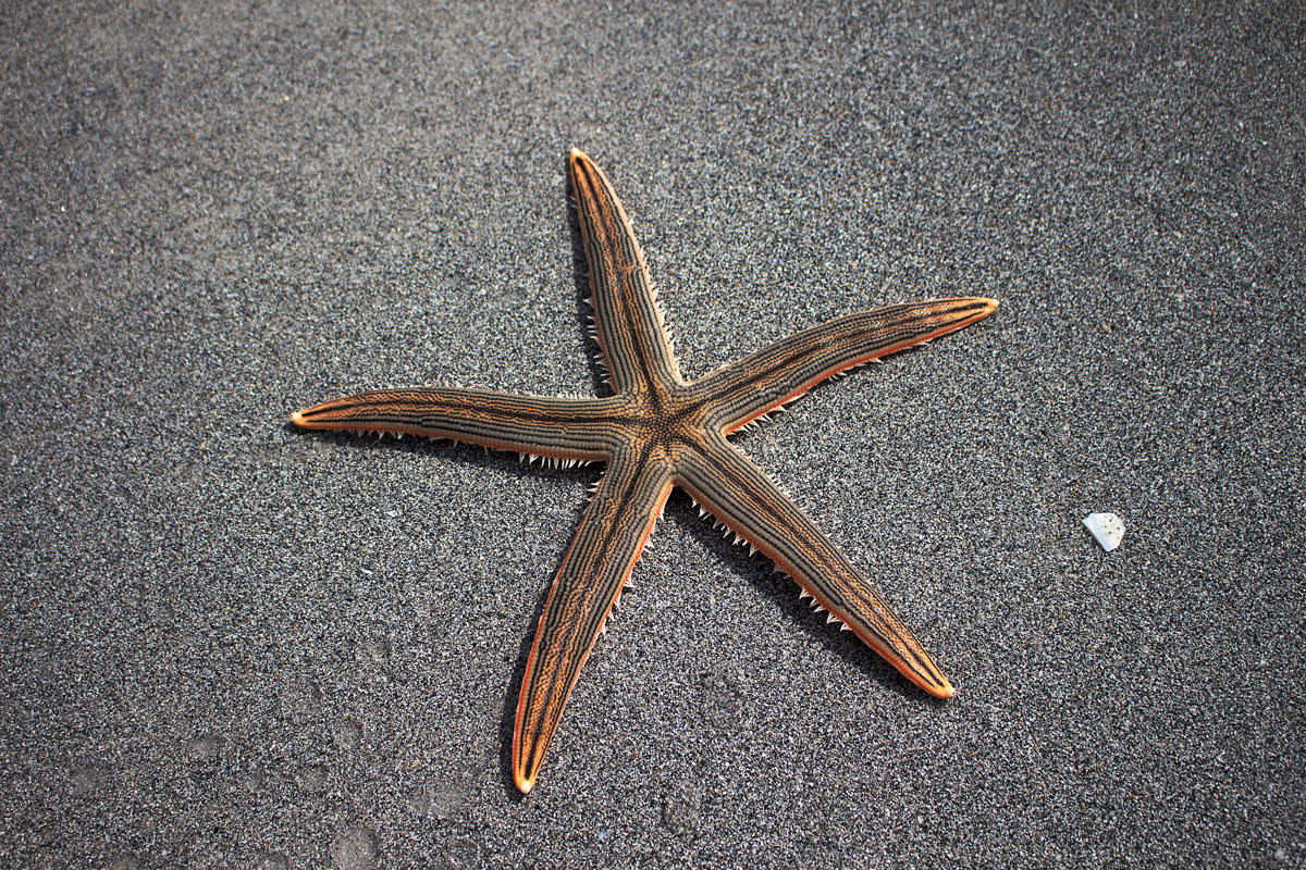 Foto estrella de mar