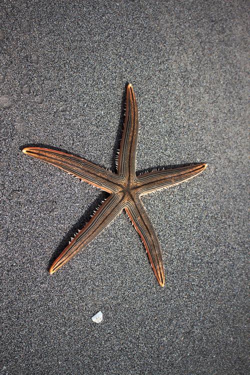 estrella de mar