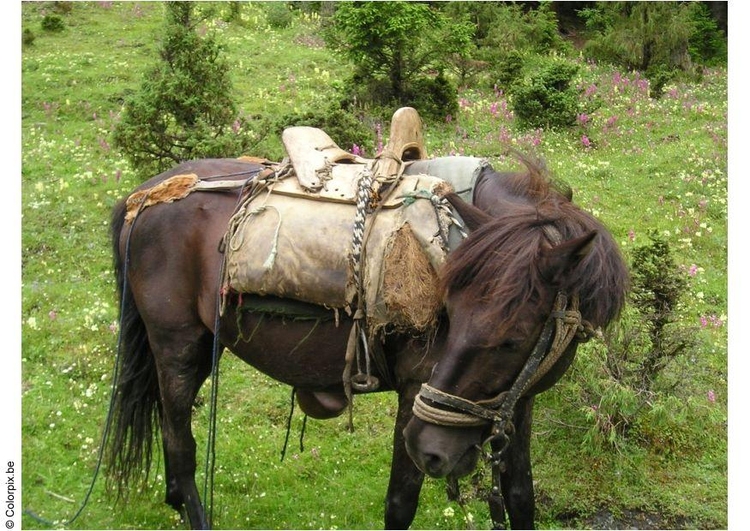 Foto ExcursiÃ³n a caballo