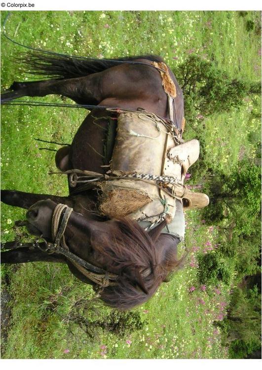 ExcursiÃ³n a caballo