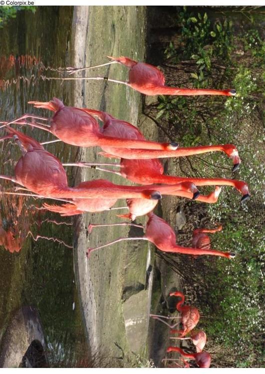 Flamencos