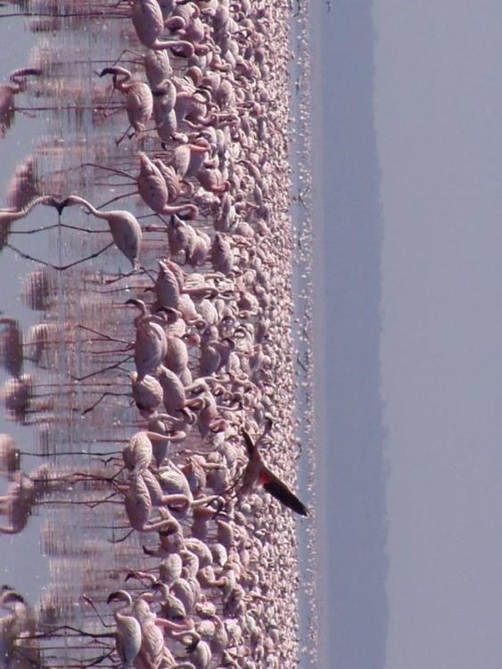 Flamencos