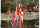 Foto Flamencos