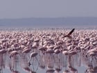Foto Flamencos